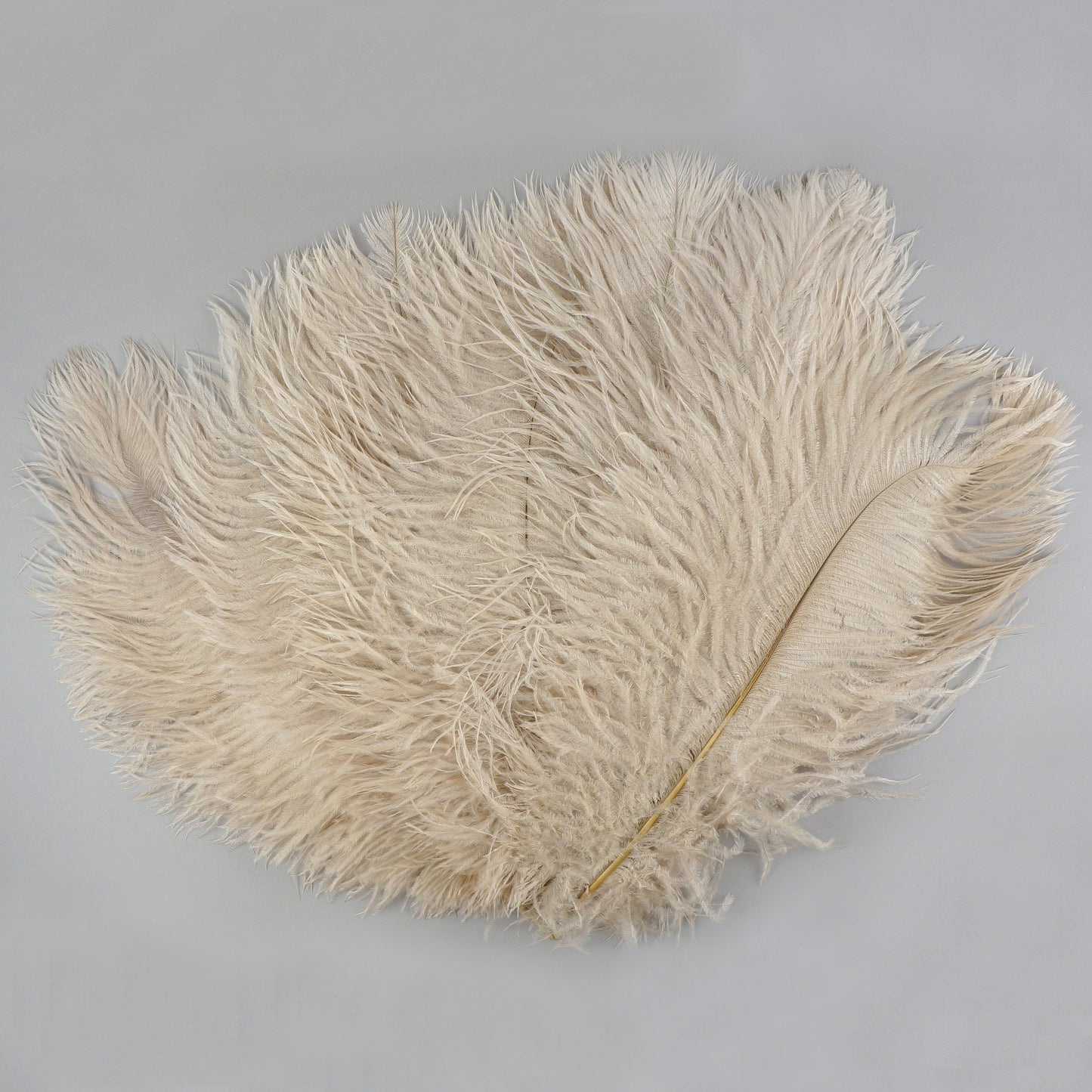 Ostrich Feathers 13-16’’ Drabs - Beige - 12 pieces - Ostrich Feathers