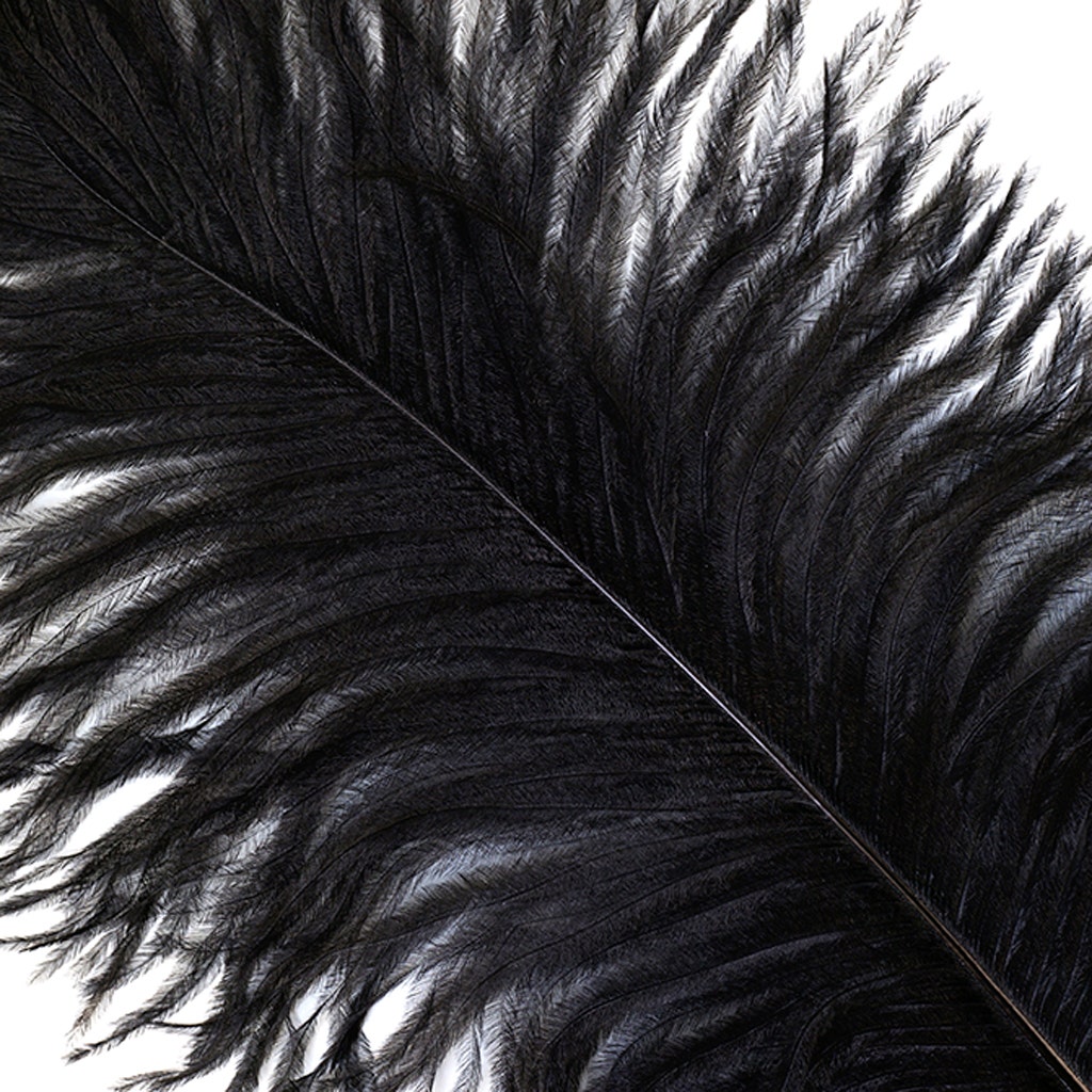 Ostrich Feathers 13-16’’ Drabs - Black - Ostrich Feathers