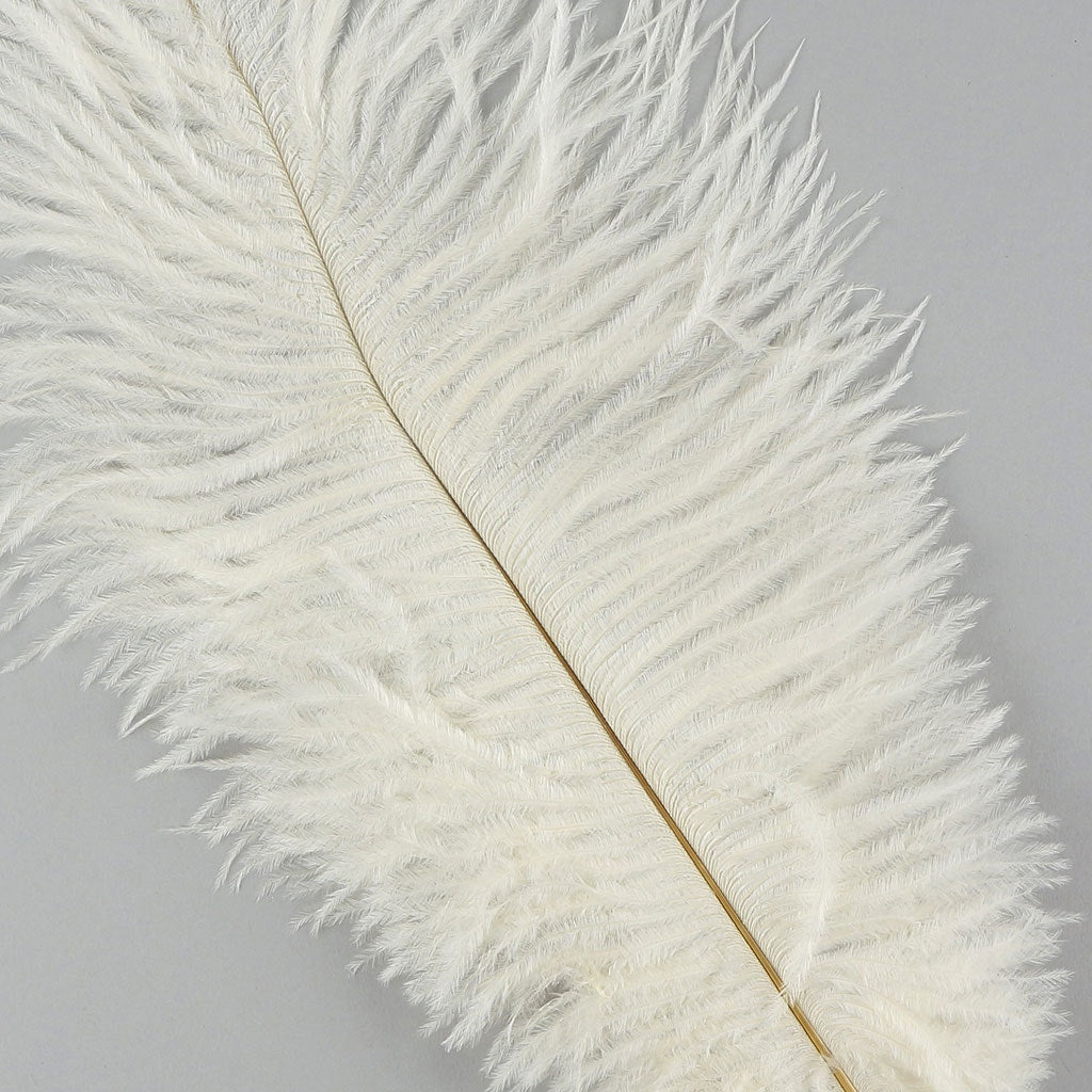 Ostrich Feathers 13-16’’ Drabs - Ivory - Ostrich Feathers