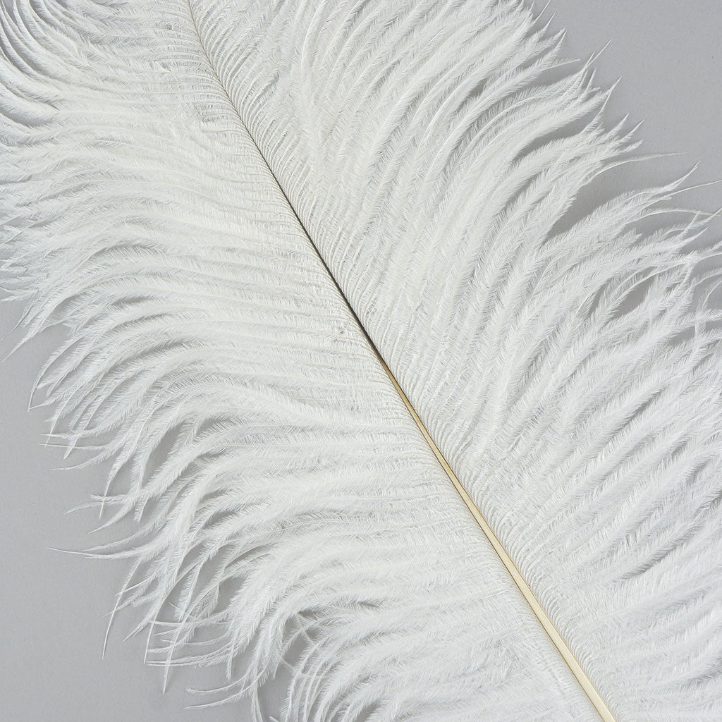 Ostrich Feathers 13-16’’ Drabs - White - Ostrich Feathers