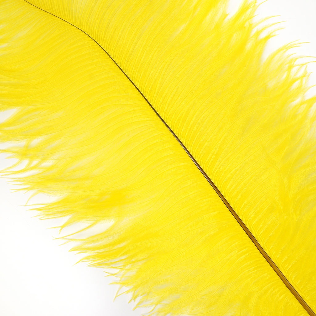 Ostrich Feathers 13-16’’ Drabs - Yellow - Ostrich Feathers