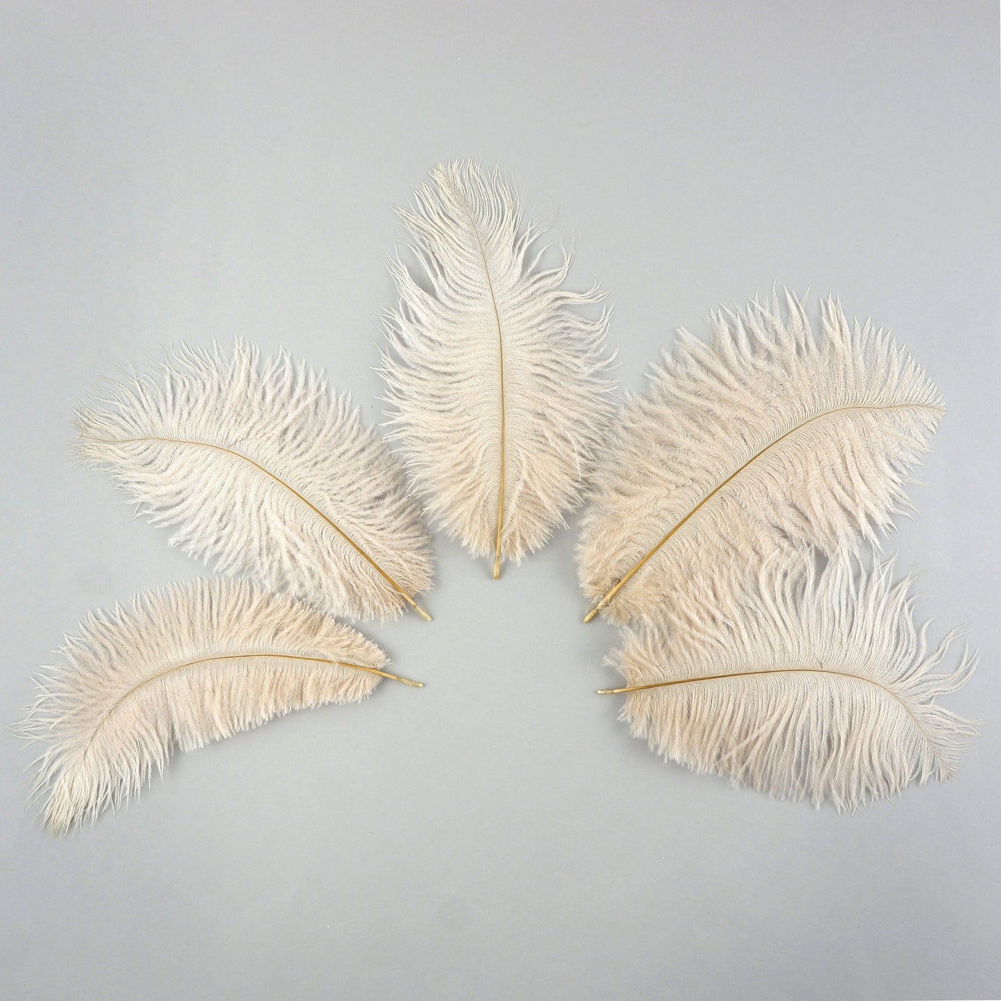 Ostrich Feathers 4-8’’ Drabs - Beige - 12 pieces - Ostrich Feathers