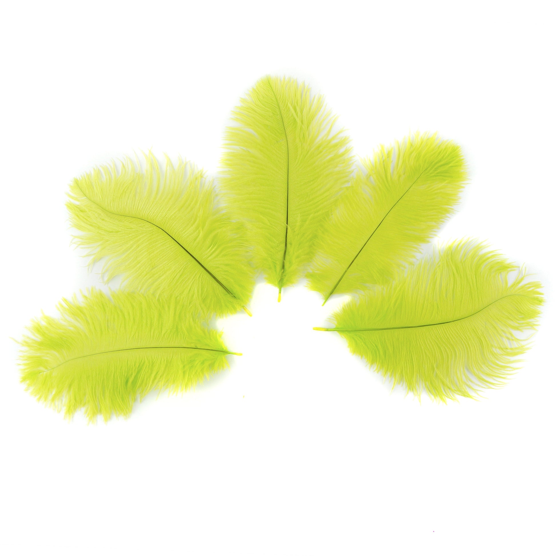 Ostrich Feathers 4-8’’ Drabs - Lime - 12 pieces - Ostrich Feathers