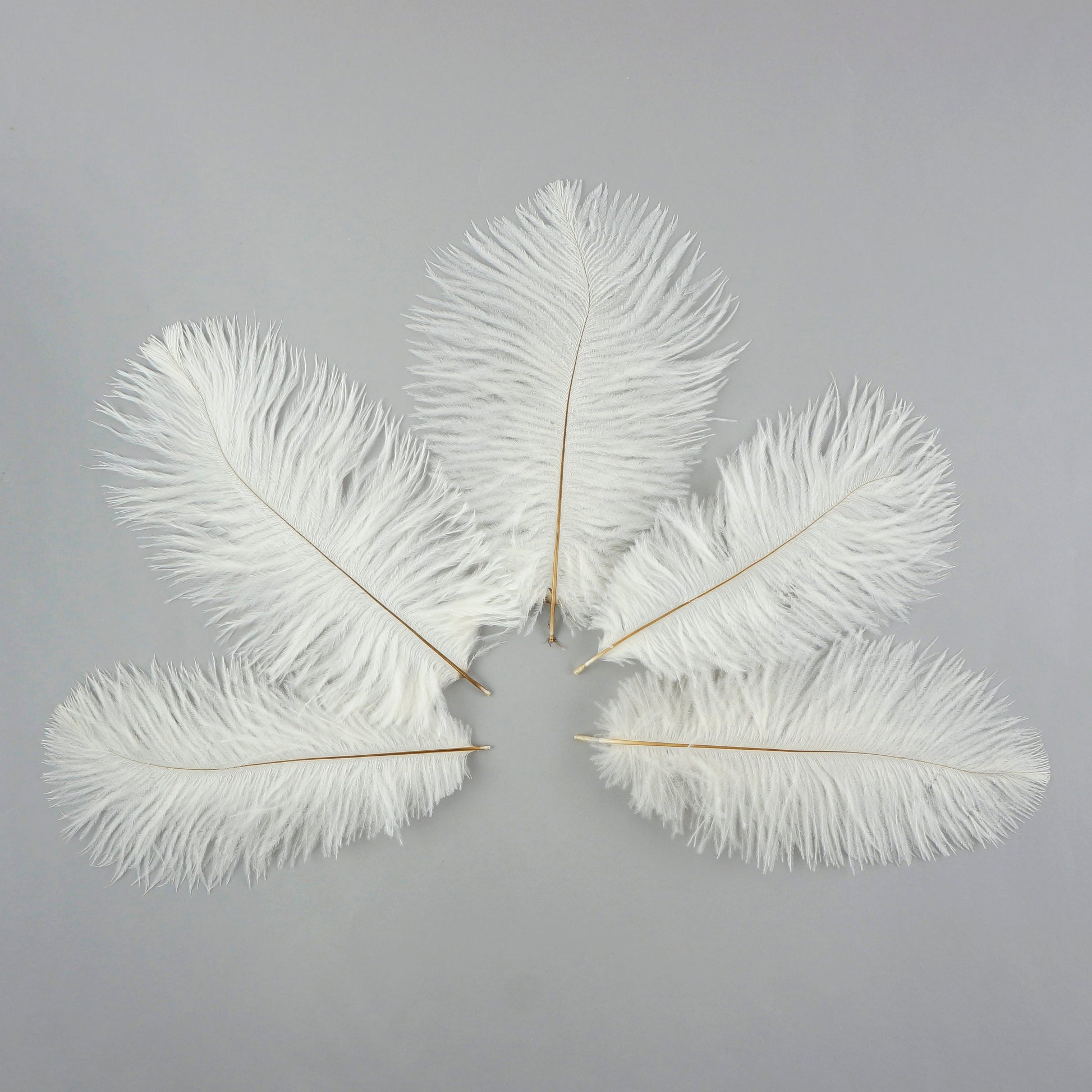 Ostrich Feathers 4-8’’ Drabs - White - Ostrich Feathers