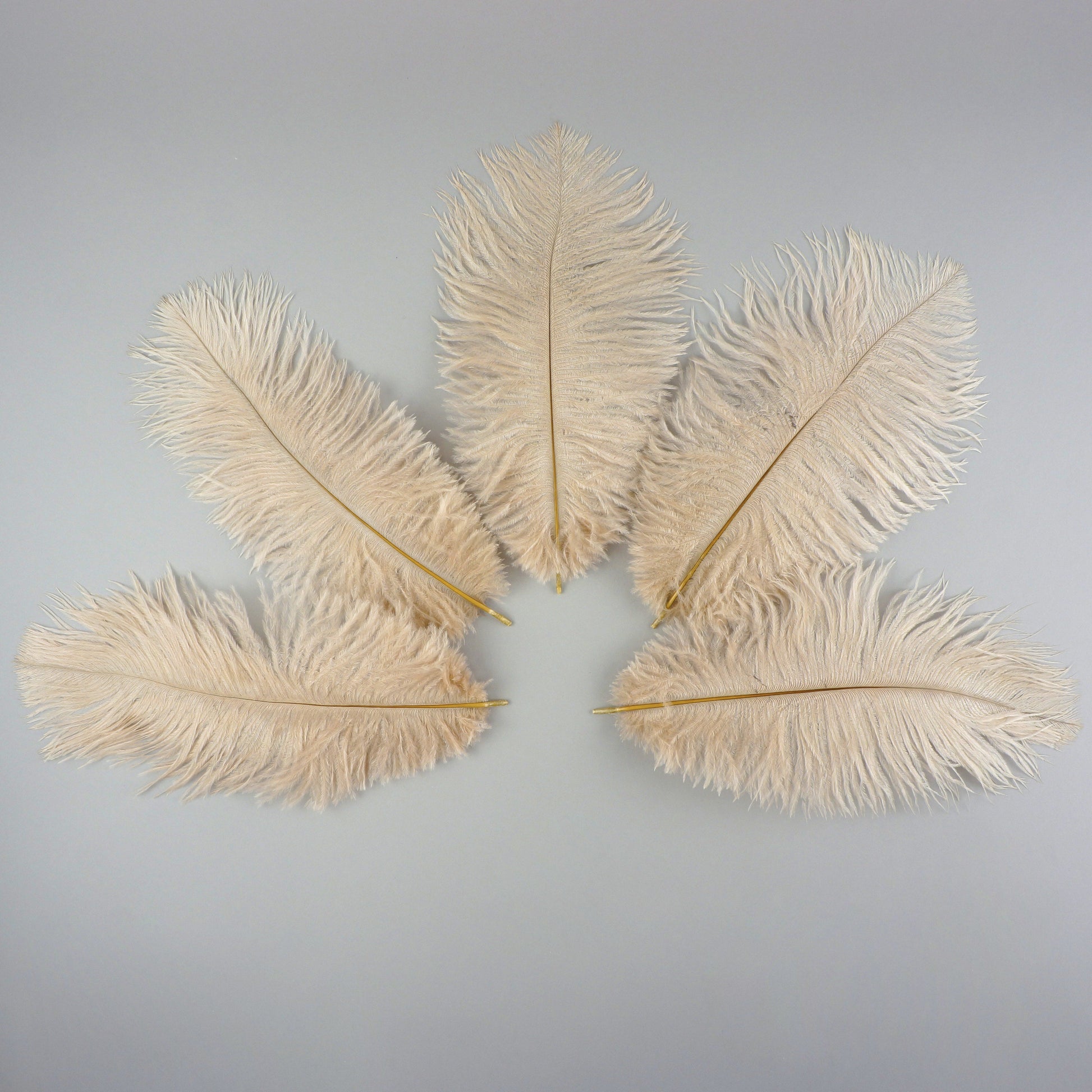 Ostrich Feathers 9-12’’ Drabs - Beige - 12 pieces - Ostrich Feathers