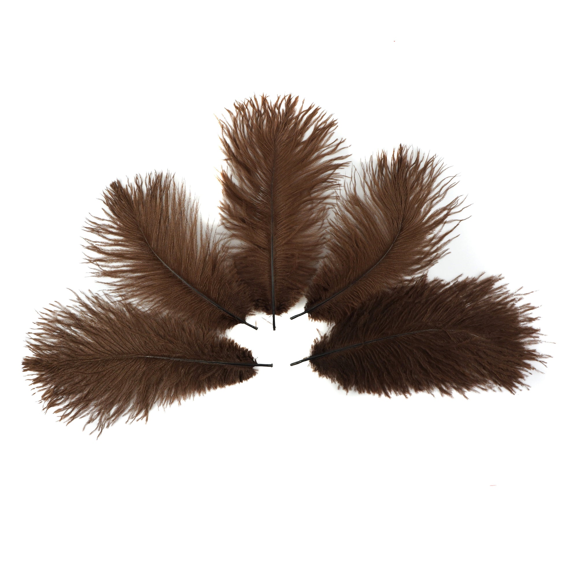 Ostrich Feathers 9-12’’ Drabs - Brown - 12 pieces - Ostrich Feathers