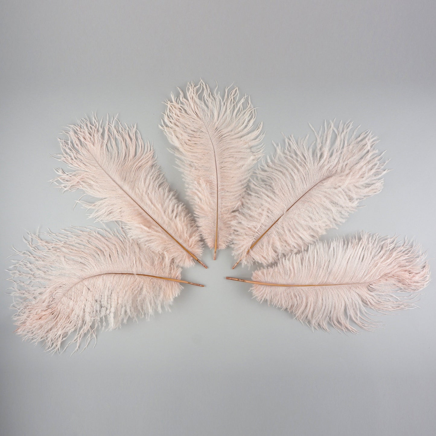 Ostrich Feathers 9-12’’ Drabs - Champagne - Ostrich Feathers