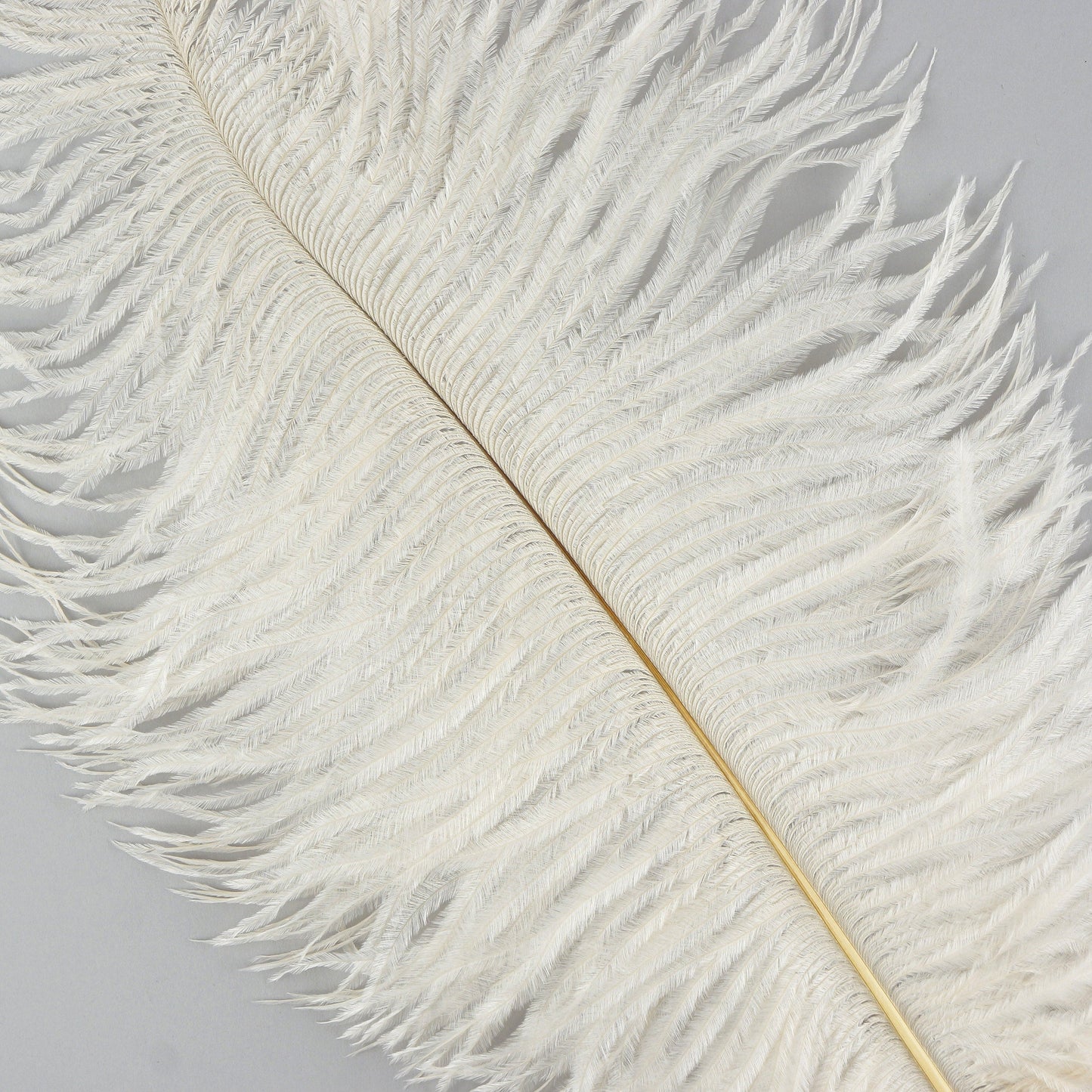 Ostrich Feathers 9-12’’ Drabs - Ivory - Ostrich Feathers