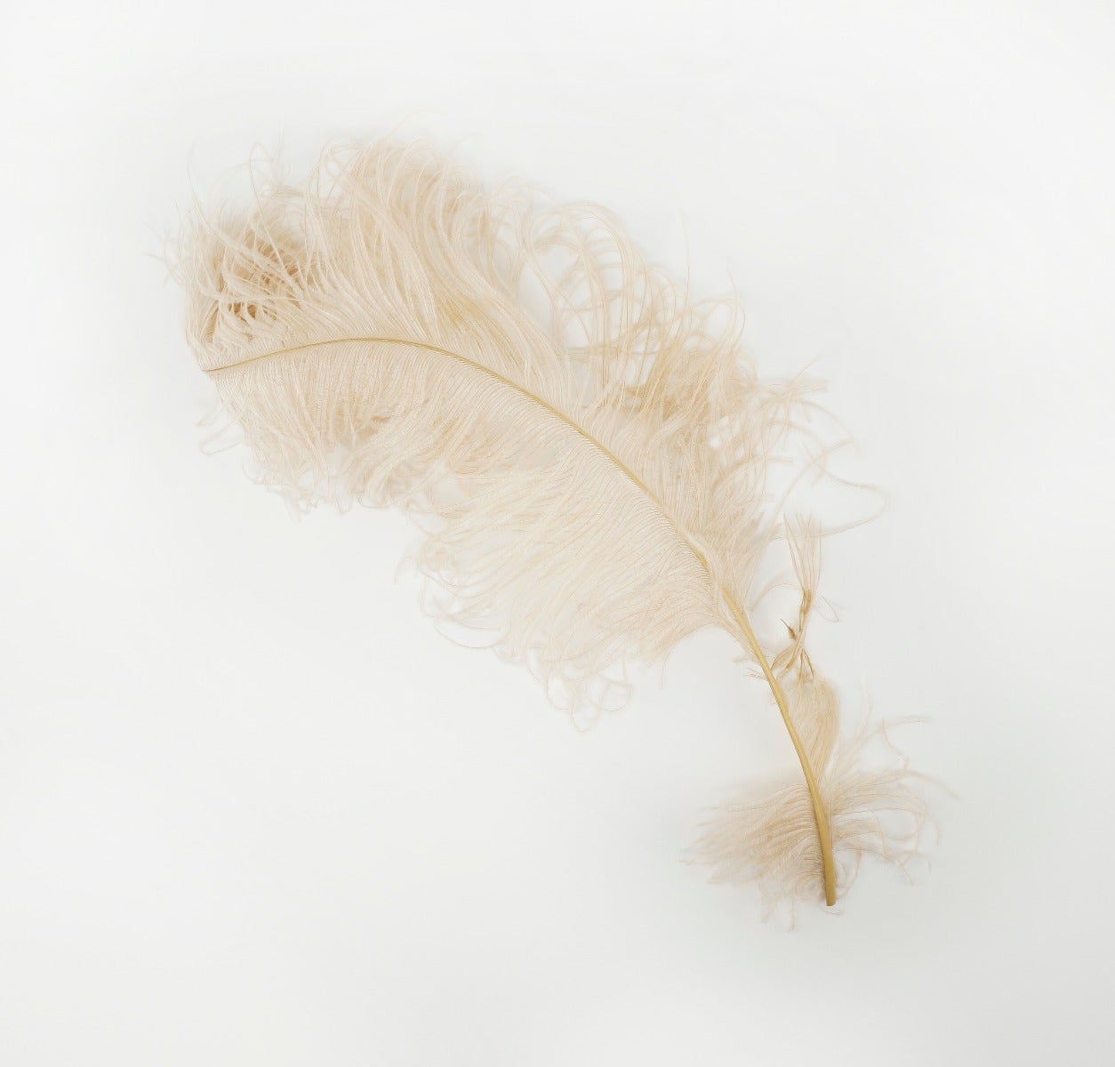 Ostrich Feathers-Damaged Femina - Beige - Feathers