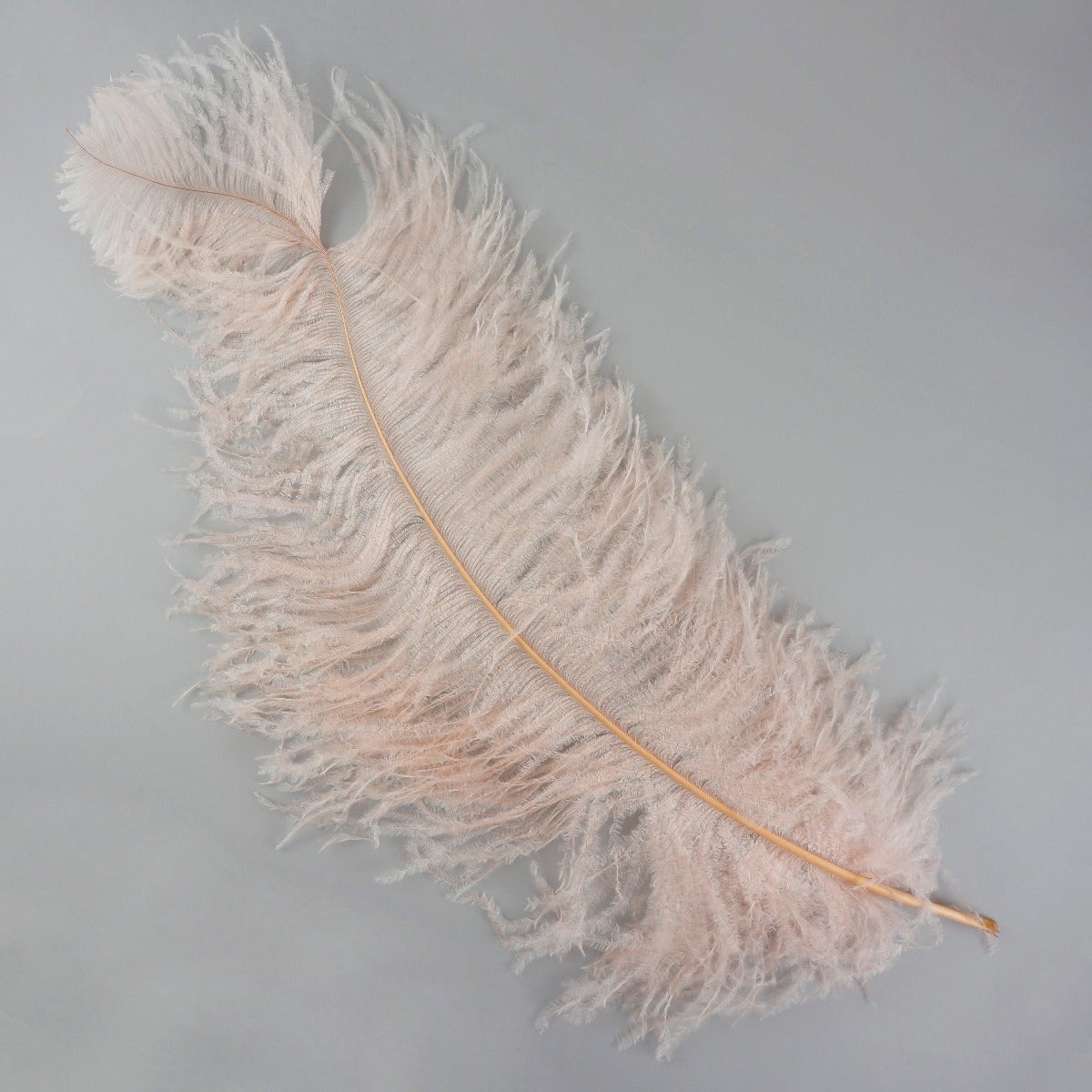 Ostrich Feathers-Damaged Femina - Champagne - Feathers