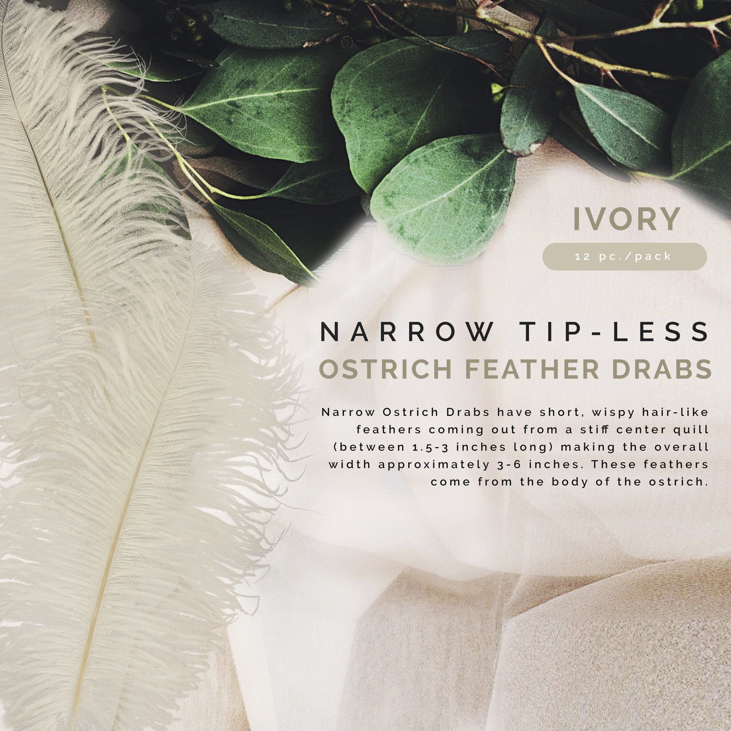 Ostrich Feathers-Narrow Drabs - Ivory - Feathers