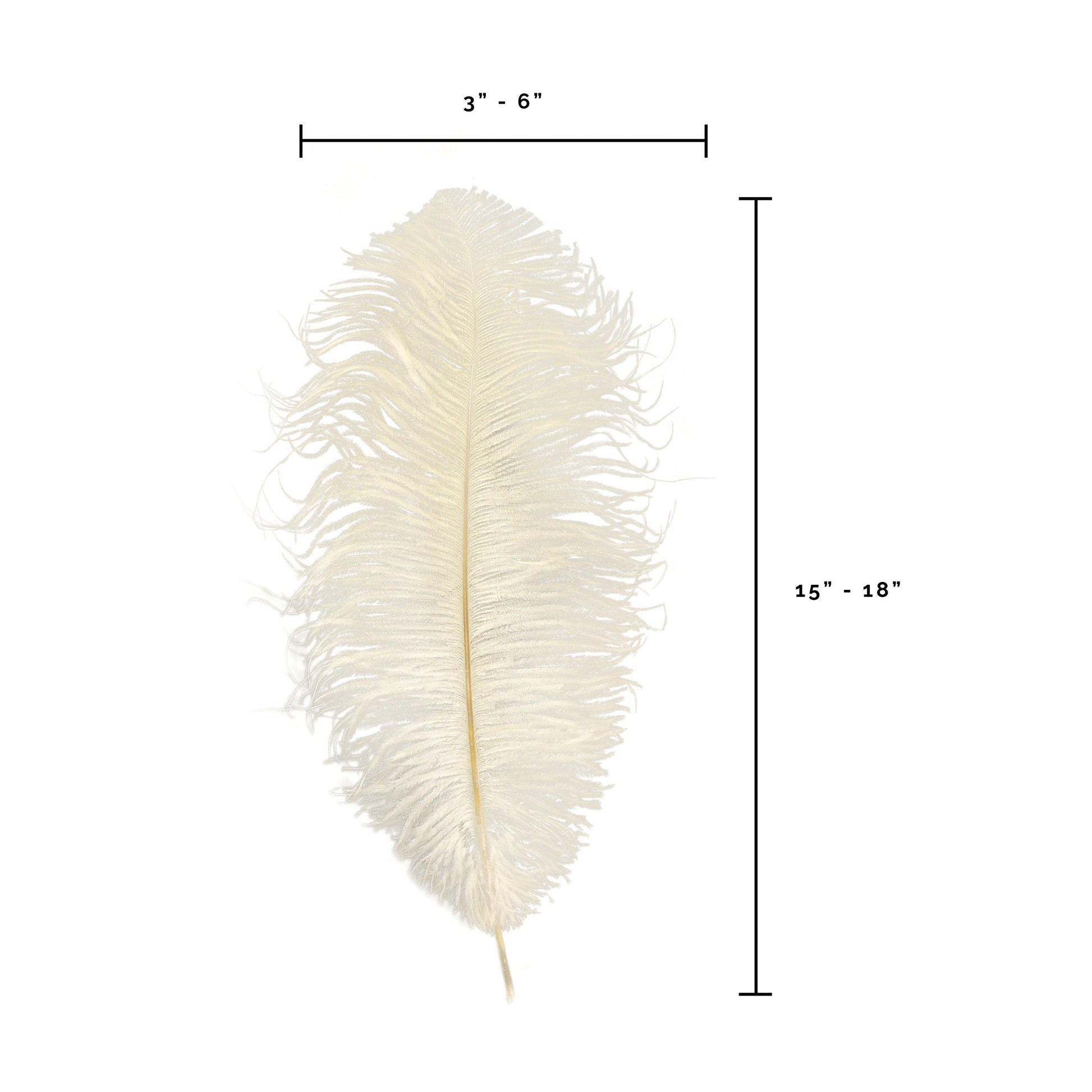 Ostrich Feathers-Narrow Drabs - Ivory - Feathers