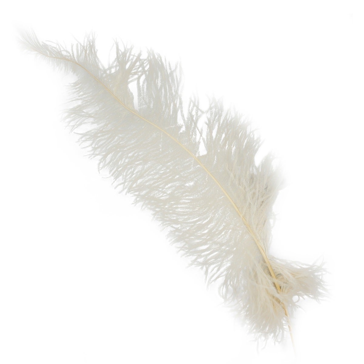 Ostrich Feathers-Spads Damaged - Beige - Feathers