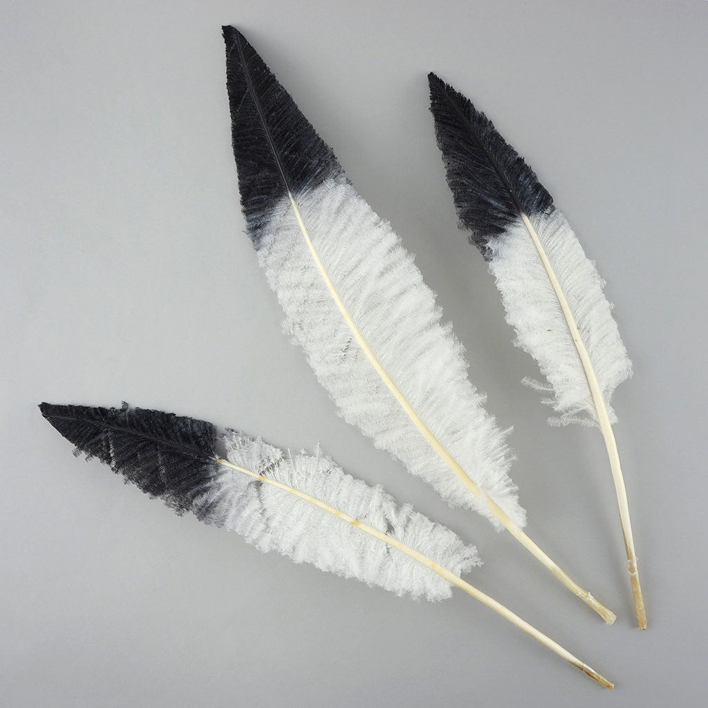 Ostrich Nandu Tipped Feathers Selected - White - Black - Feathers