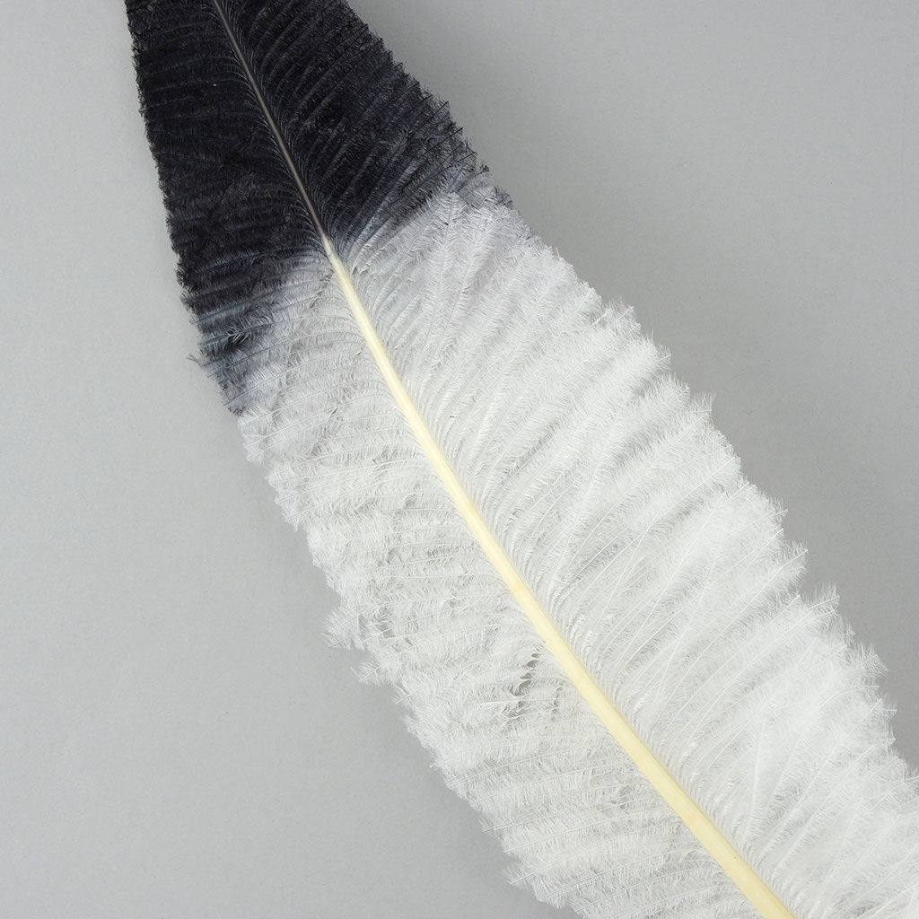 Ostrich Nandu Tipped Feathers Selected - White - Black - Feathers