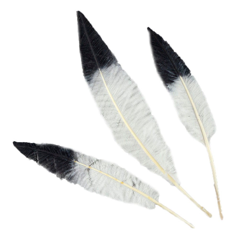 Ostrich Nandu Tipped Feathers Selected - White - Black - Feathers