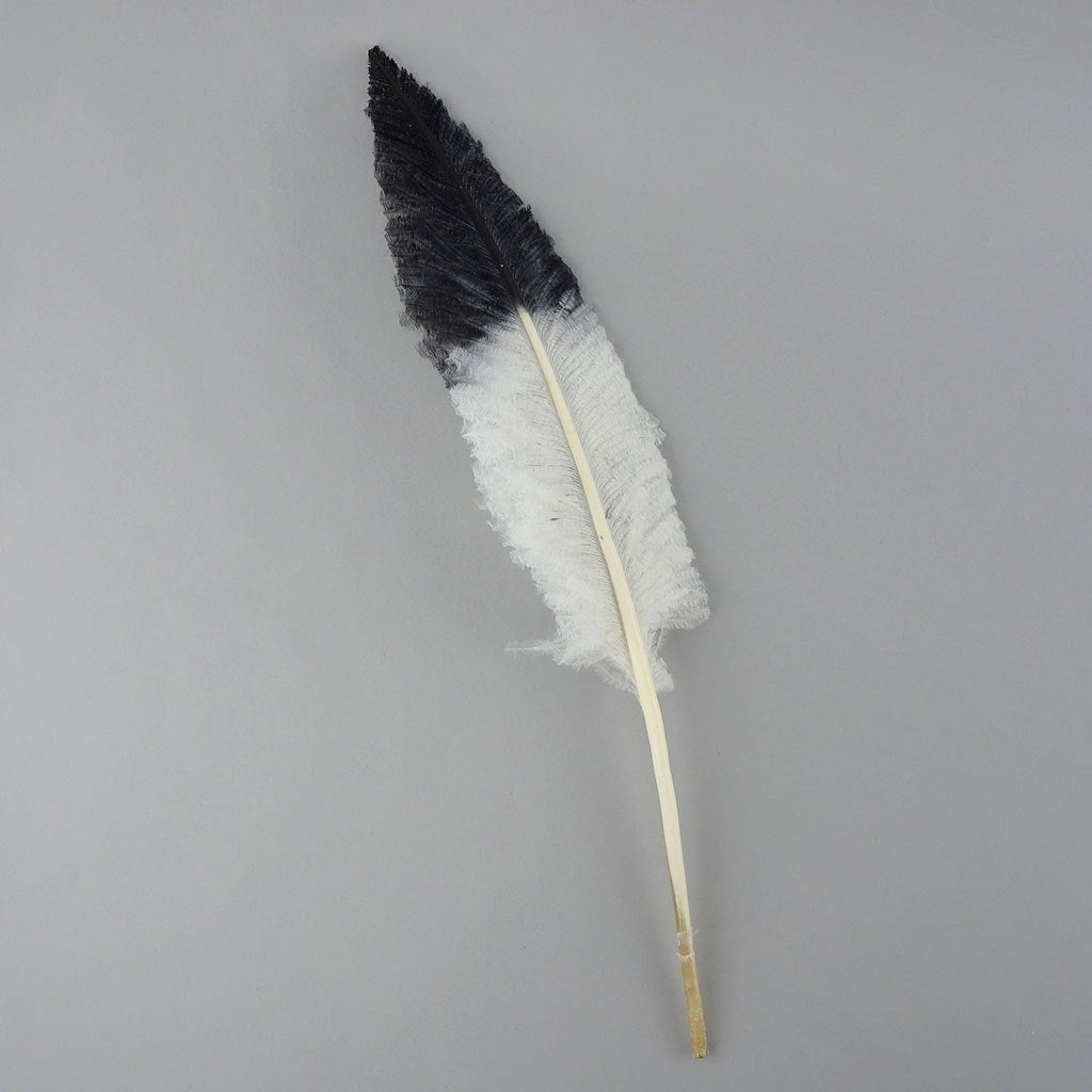 Ostrich Nandu Tipped Feathers Selected - White - Black - Feathers