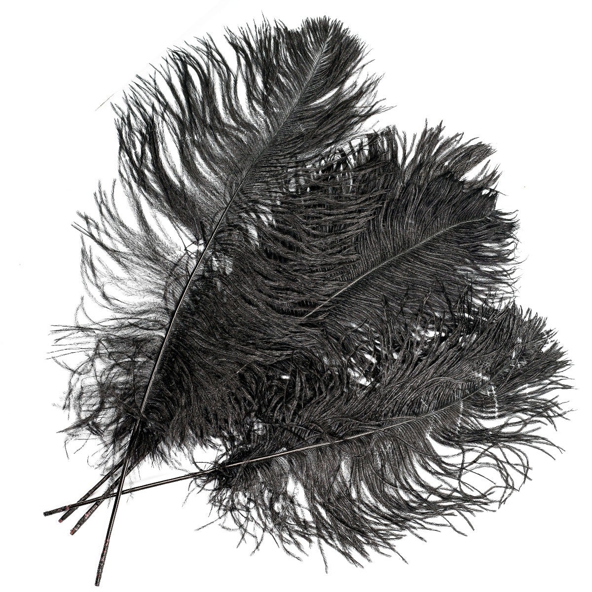 Ostrich Tails 16-18 inch - 30 PC - Black - Feathers