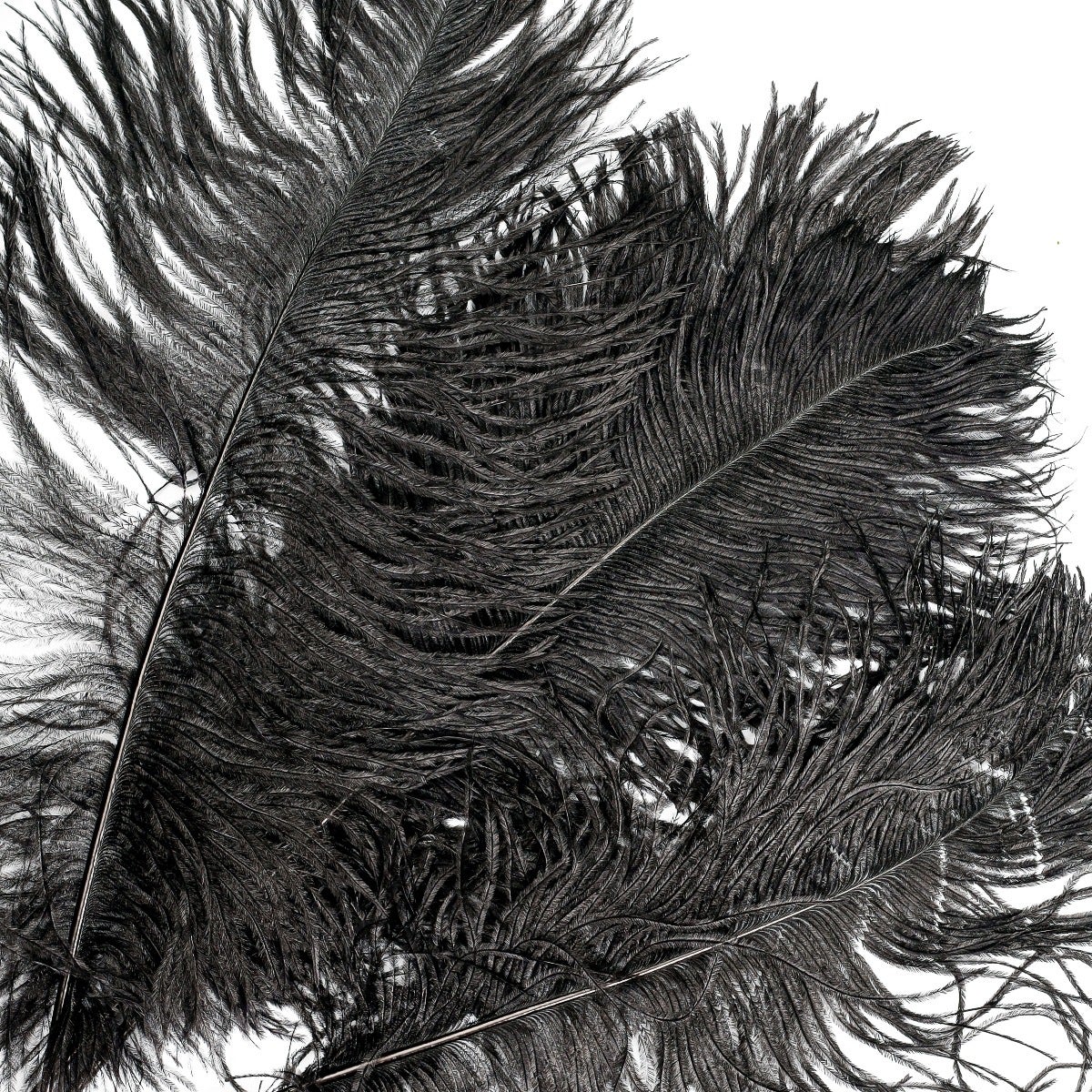 Ostrich Tails 16-18 inch - 30 PC - Black - Feathers