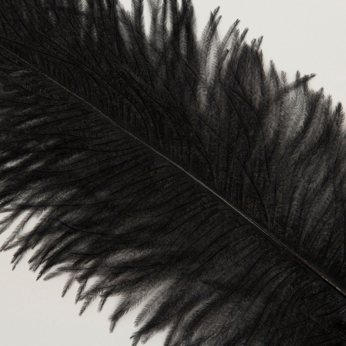 Ostrich Tails 16-18 inch - 30 PC - Black - Feathers