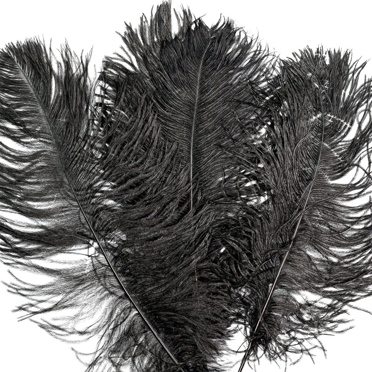 Ostrich Tails 16-18 inch - 30 PC - Black - Feathers