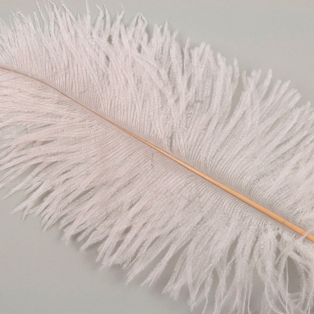 Ostrich Tails 16-18 inch - 30 PC - Champagne - Feathers