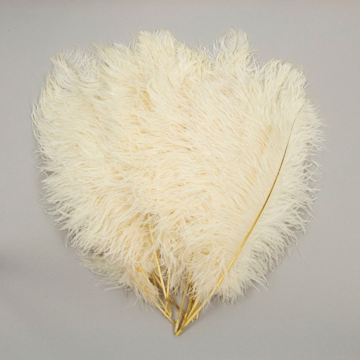 Ostrich Tails 16-18 inch - 30 PC - Ivory – Zucker Feather Products, Inc.