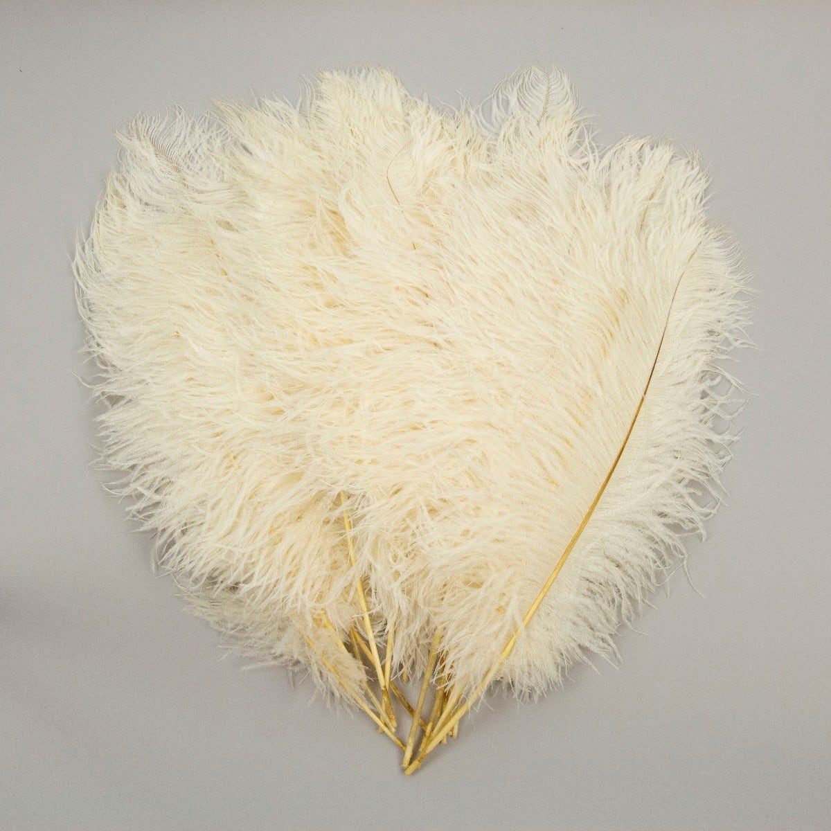 Ostrich Tails 16-18 inch - 30 PC - Ivory - Feathers