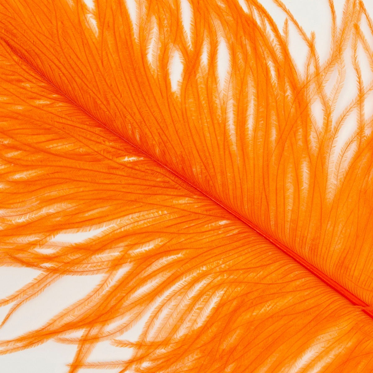 Ostrich Tails 16-18 inch - 30 PC - Orange - Feathers