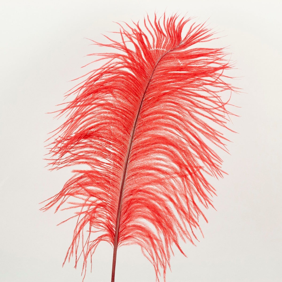 Ostrich Tails 16-18 inch - 30 PC - Red - Feathers