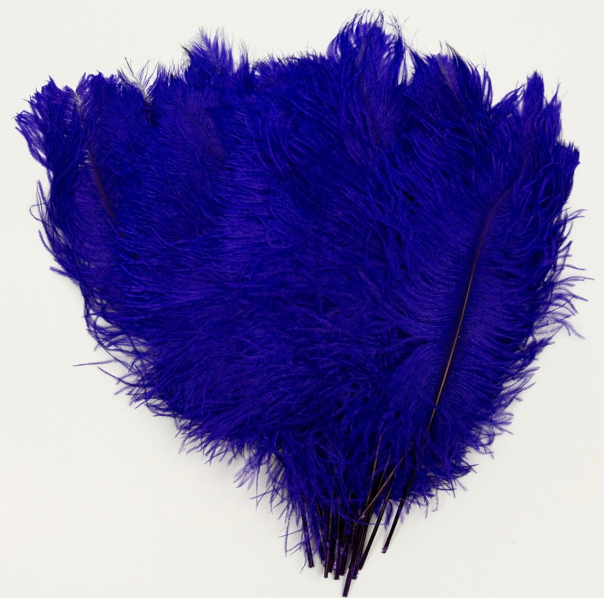 Ostrich Tails 16-18 inch - 30 PC - Regal - Feathers