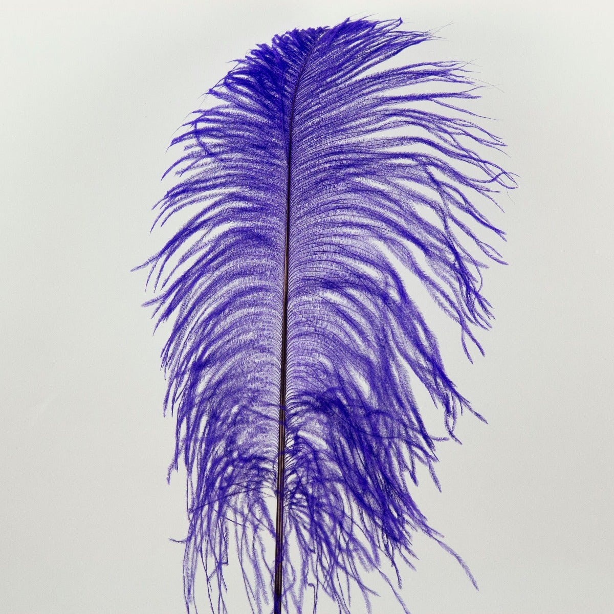 Ostrich Tails 16-18 inch - 30 PC - Regal - Feathers