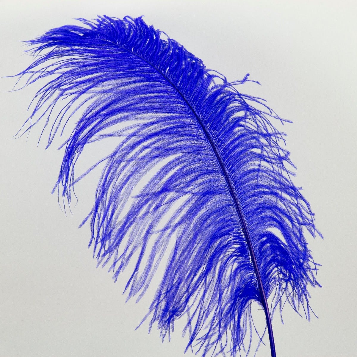 Ostrich Tails 16-18 inch - 30 PC - Royal - Feathers