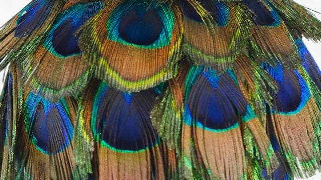 Peacock Eye Feather Ornament - Natural - Feathers