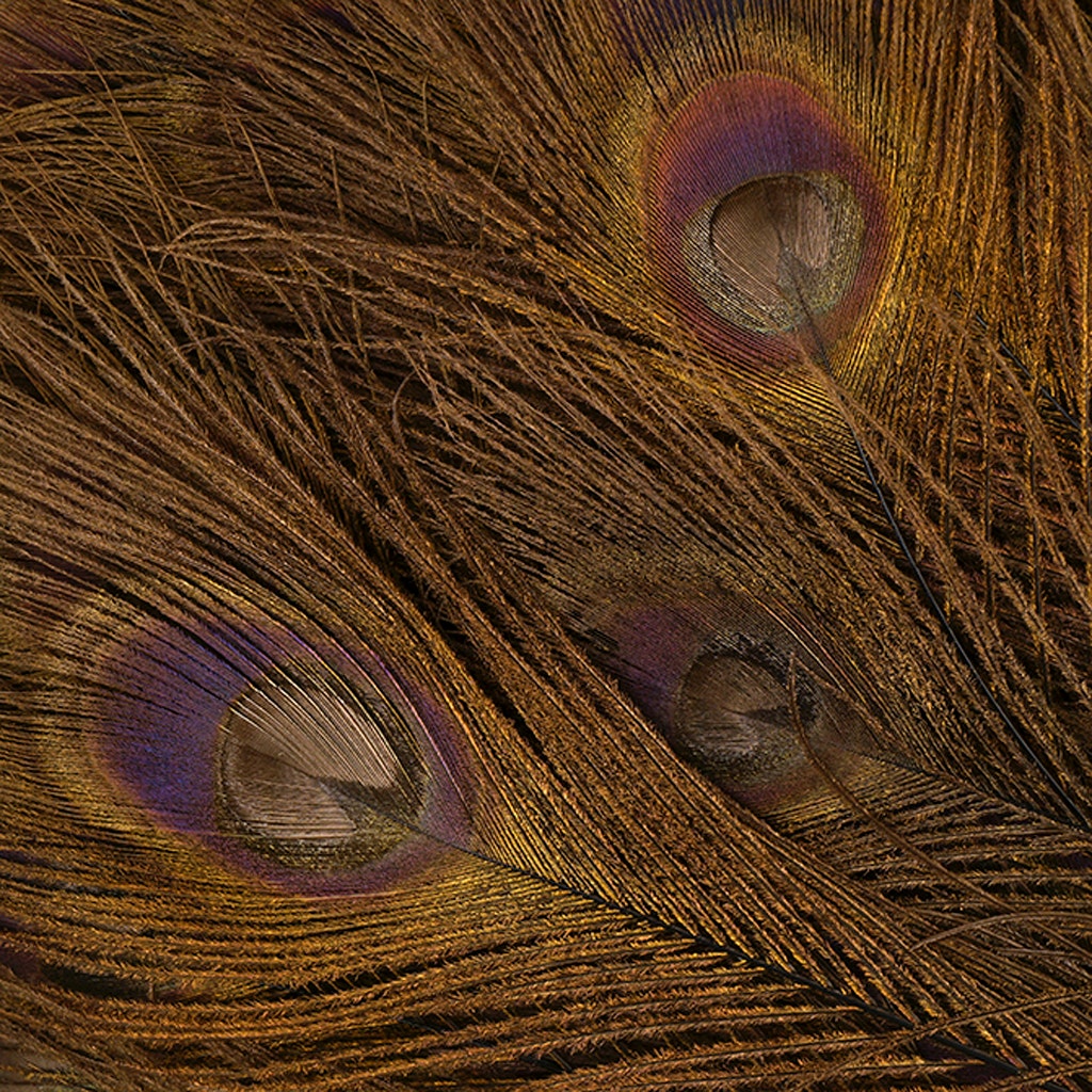 Peacock Eyes Bleached/Dyed - Brown - 30-40’’ - 10 PC - Feathers