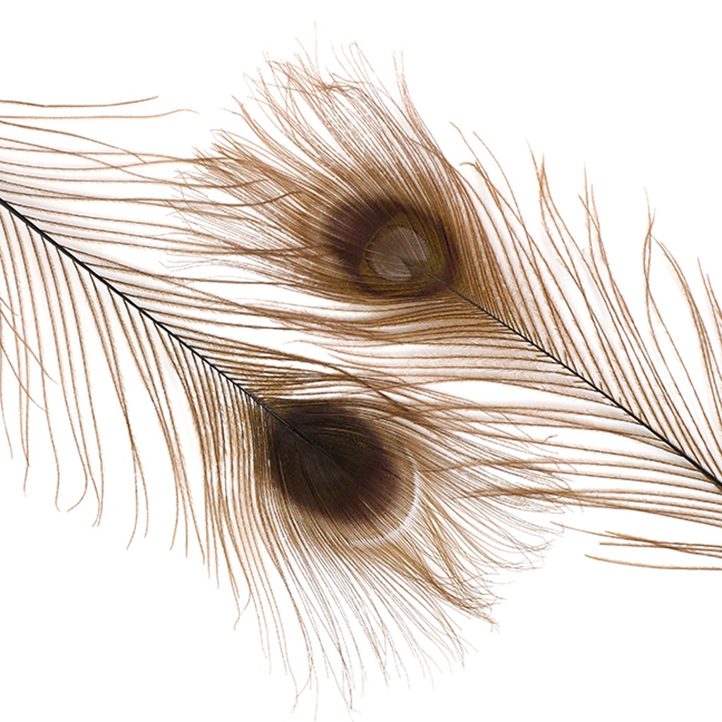 Peacock Eyes Bleached/Dyed - Brown - 30-40’’ - 10 PC - Feathers