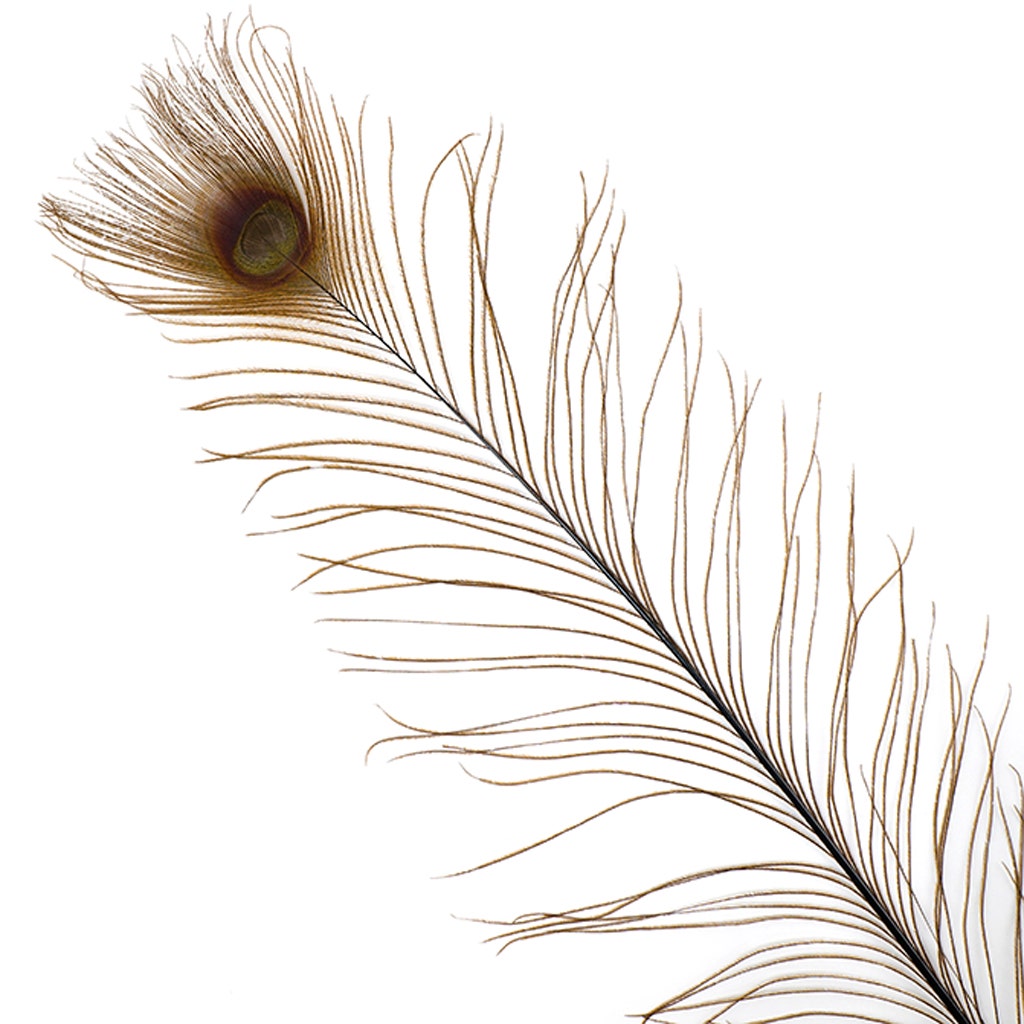 Peacock Eyes Bleached/Dyed - Brown - 30-40’’ - 10 PC - Feathers