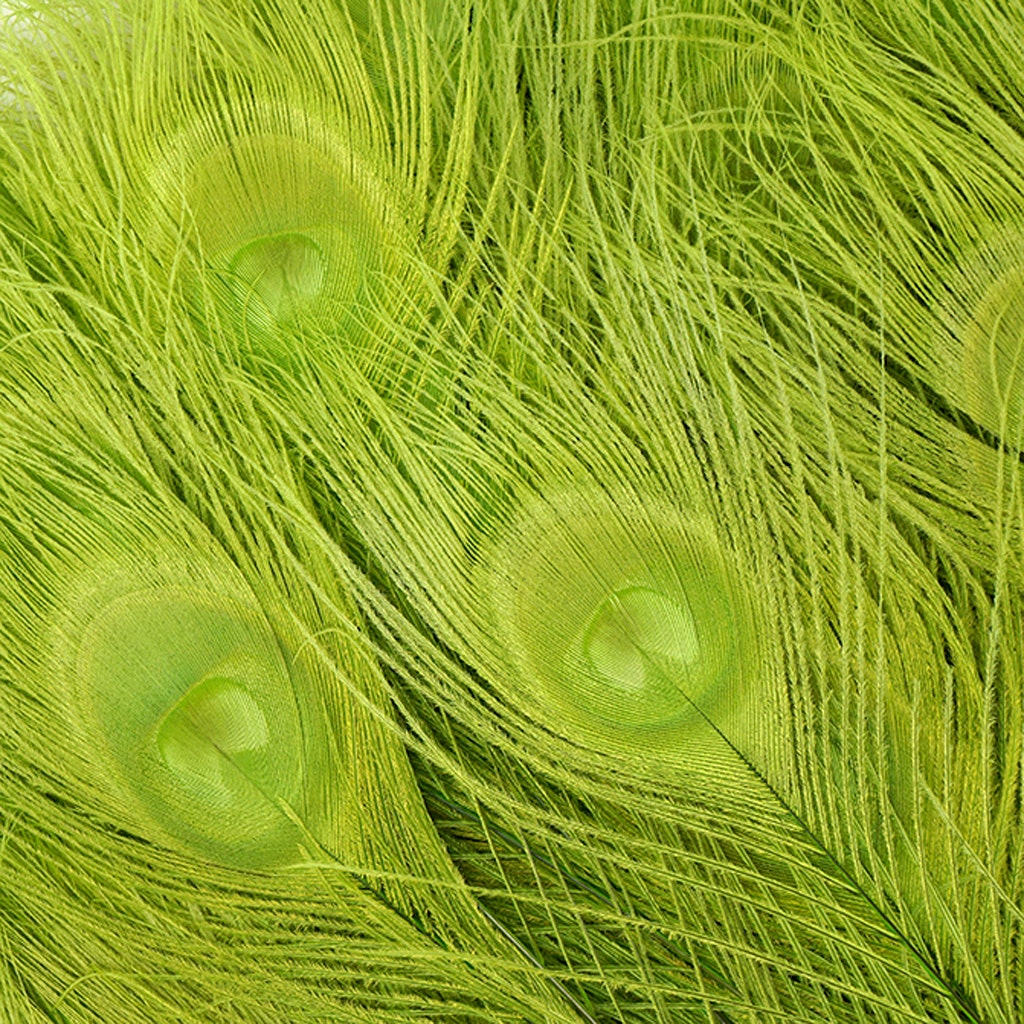 Peacock Eyes Bleached/Dyed - Lime 30-40’’ - 10 PC - Feathers