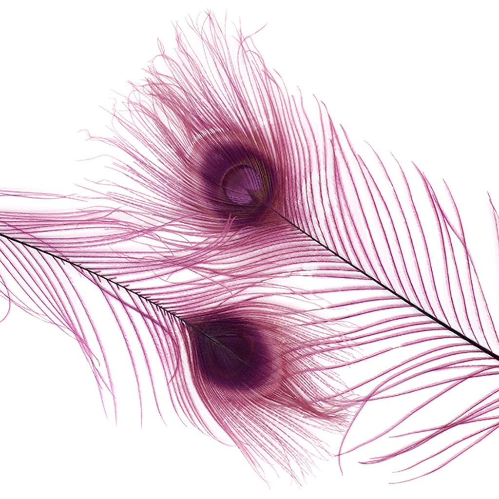 Peacock Eyes Bleached/Dyed - Purple 30-40’’ - 10 PC - Feathers