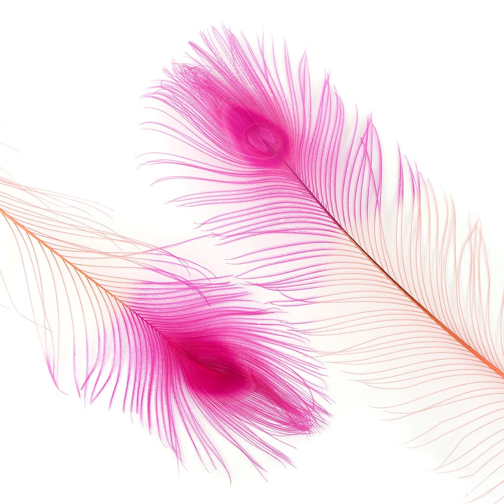 Peacock Eyes Bleached/Dyed & Tipped Feathers - 25-40 Inch - 10 PCS - Coral - Shocking Pink - Feathers