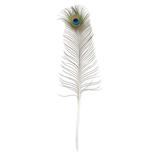 Peacock Feather Eye Natural - Natural - Feathers