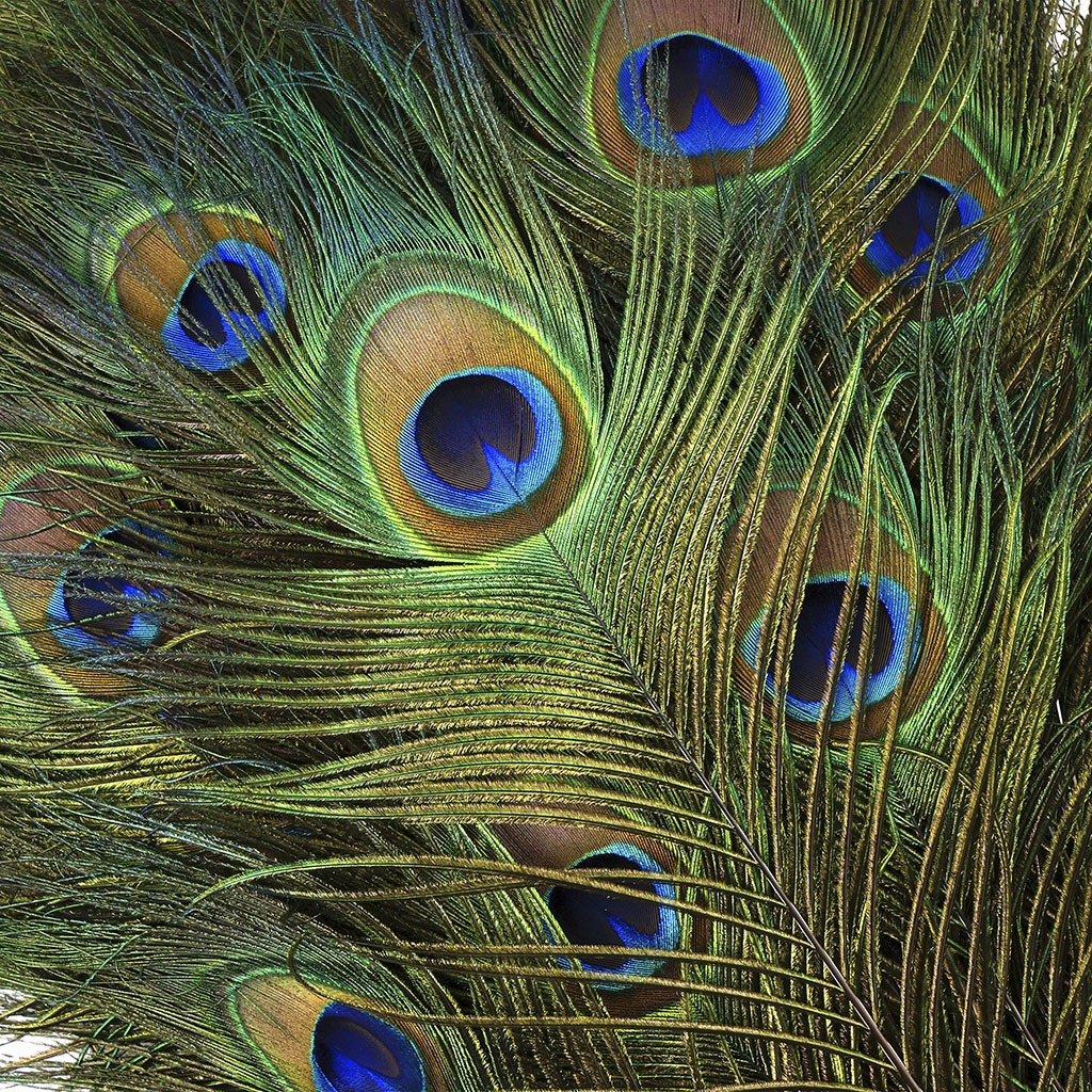 Peacock Feather Eyes 40-45’’ Natural - Feathers