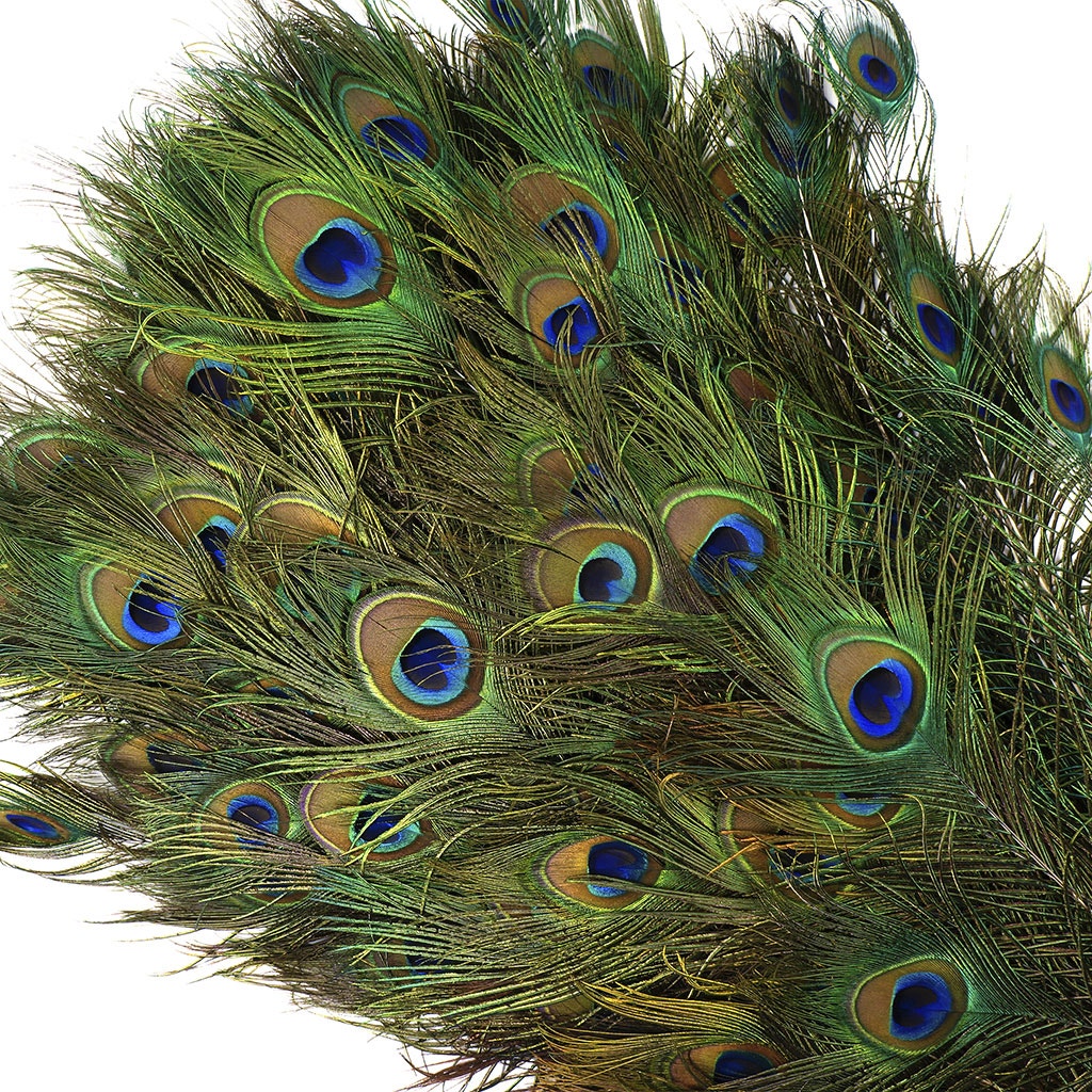 Peacock Feather Eyes 40-45’’ Natural - Feathers