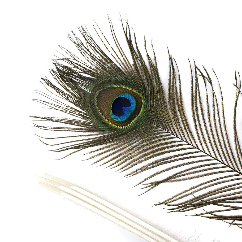 Peacock Feather Eyes 40-45’’ Natural - Feathers