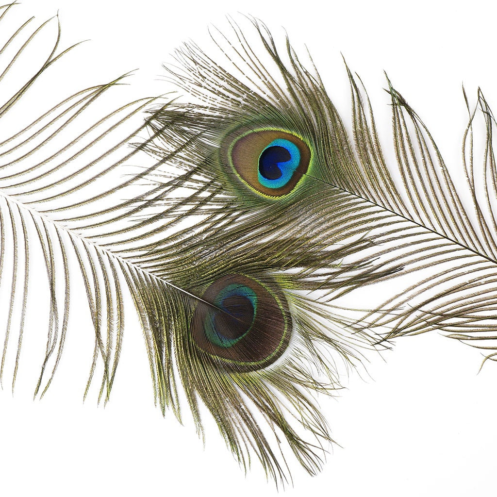 Peacock Feather Eyes 40-45’’ Natural - Feathers