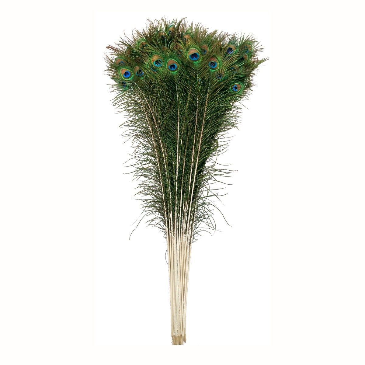 Peacock Feather Eyes 45-50’’ Natural - Feathers