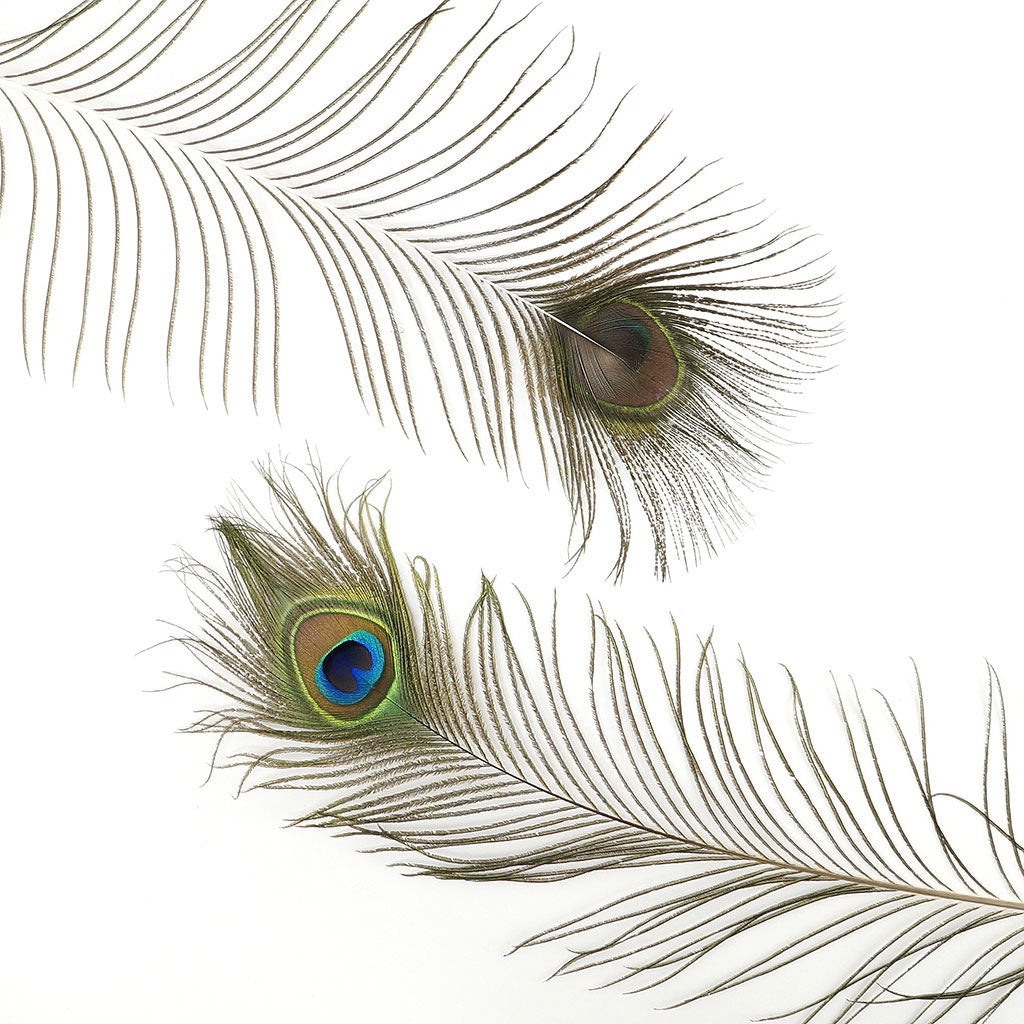 Peacock Feather Eyes 45-50’’ Natural - Feathers