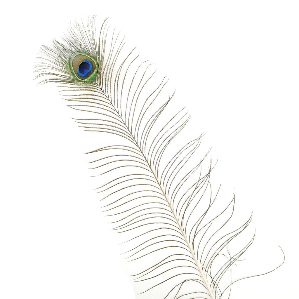 Peacock Feather Eyes 45-50’’ Natural - Feathers