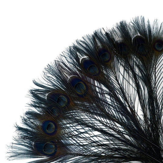 Peacock Feather Eyes Bleached & Dyed Black - Feathers