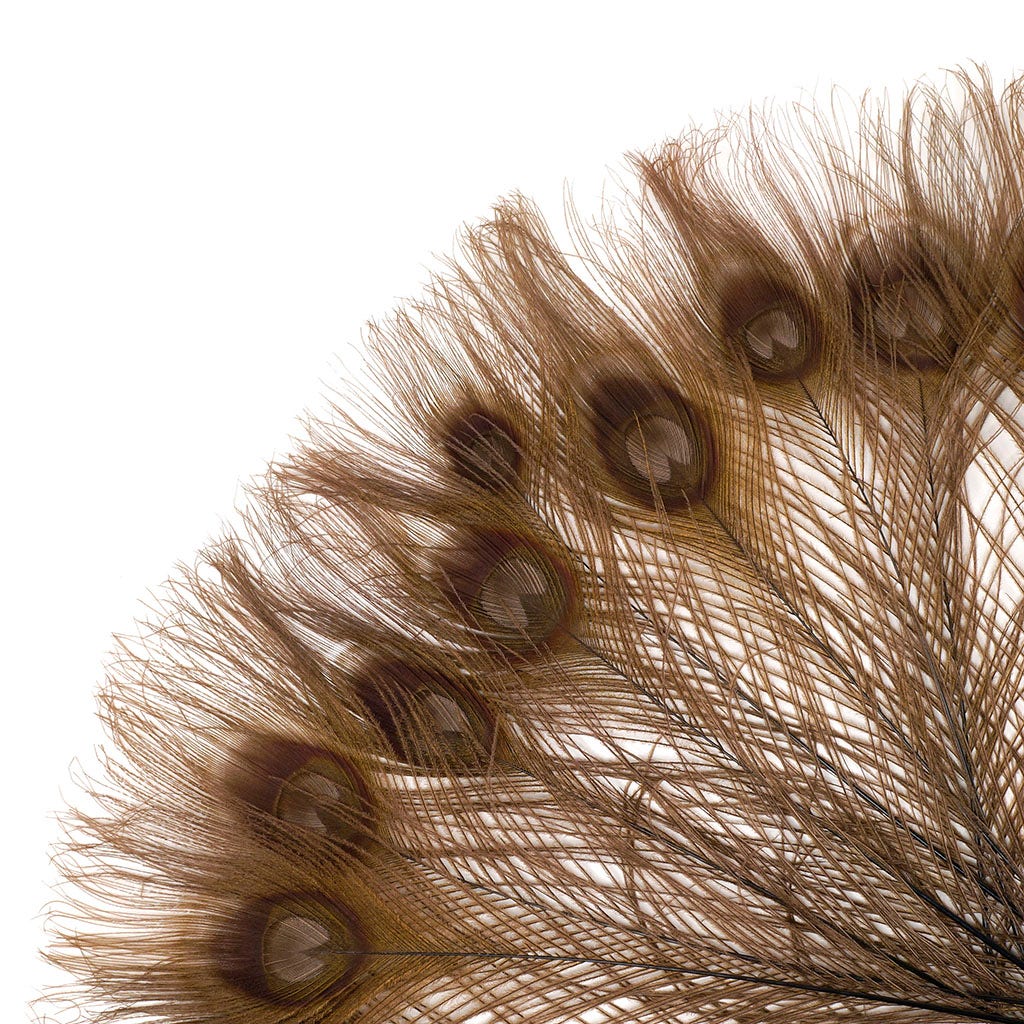 Peacock Feather Eyes Bleached & Dyed Brown - Feathers